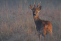 Roe Deer
